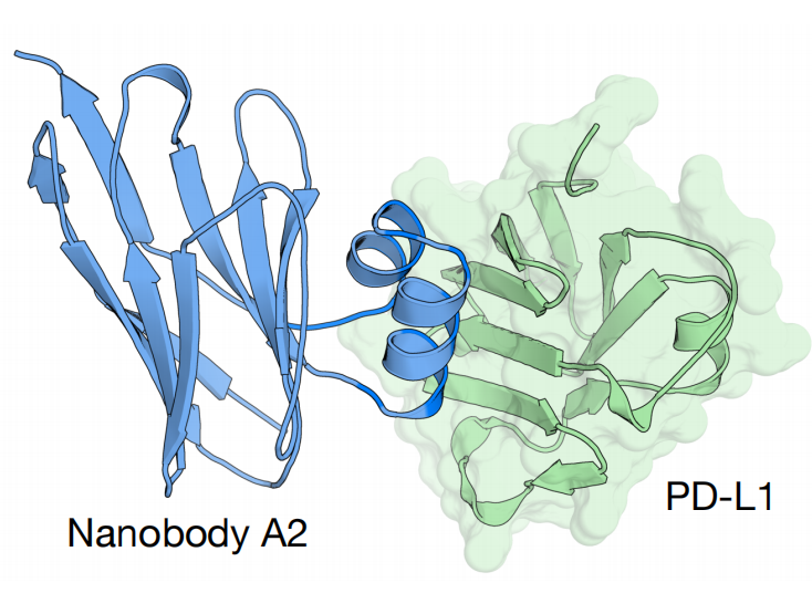 Structural prediction of nanobody A2 with PD-L1 from the company research materials